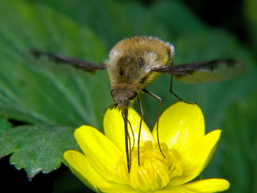 Bombylius major Linnaeus, 1758